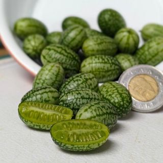 Cucamelon Thumbnail